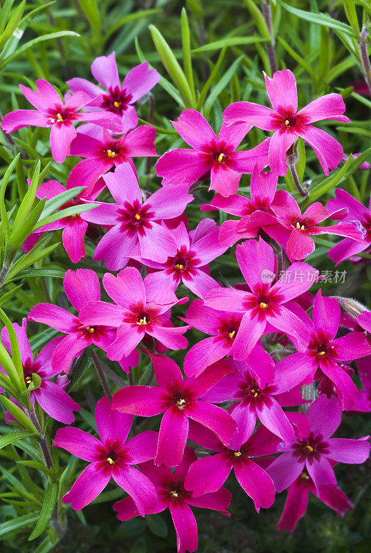 粉苔夹竹桃(Phlox subulata) - I